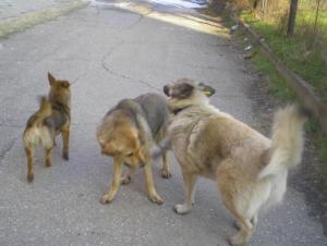 Прикачена снимка