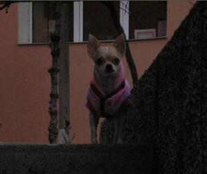 Прикачена снимка