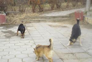 Прикачена снимка