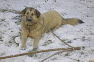 Прикачена снимка