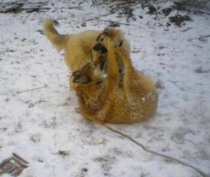 Прикачена снимка