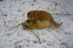 Прикачена снимка