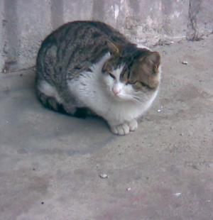 Прикачена снимка
