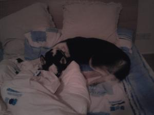 Прикачена снимка