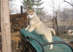Прикачена снимка