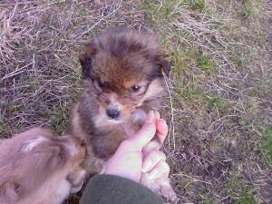 Прикачена снимка