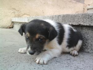 Прикачена снимка