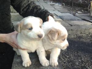 Прикачена снимка