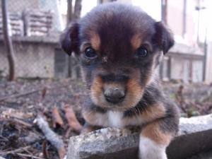 Прикачена снимка