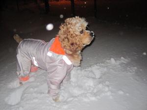 Прикачена снимка