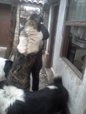 Прикачена снимка