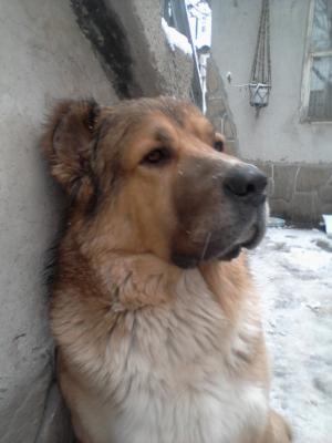 Прикачена снимка