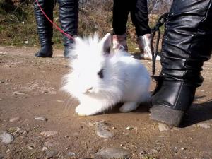 Прикачена снимка
