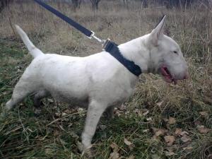 Прикачена снимка
