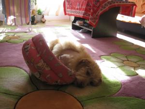 Прикачена снимка