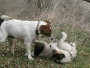 Прикачена снимка