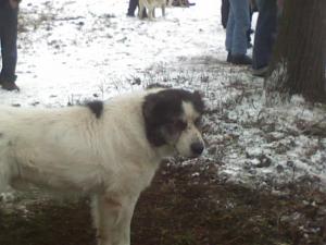 Прикачена снимка