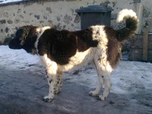 Прикачена снимка