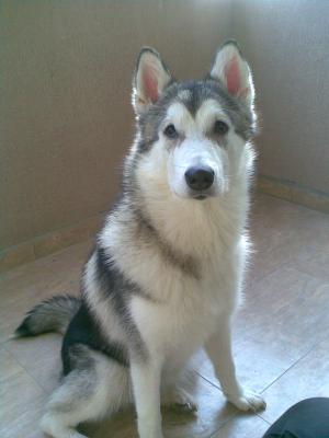 Прикачена снимка