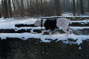 Прикачена снимка