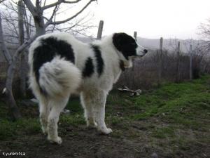Прикачена снимка