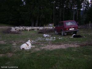 Прикачена снимка