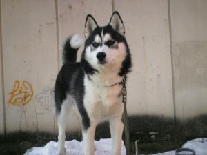 Прикачена снимка