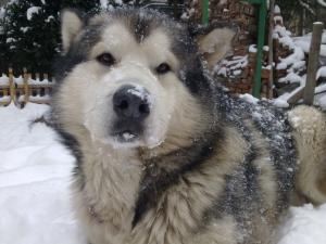Прикачена снимка