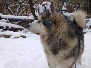 Прикачена снимка