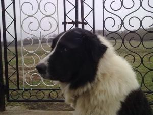 Прикачена снимка
