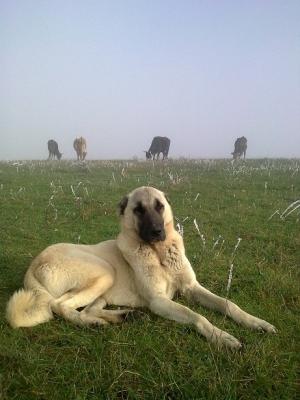 Прикачена снимка