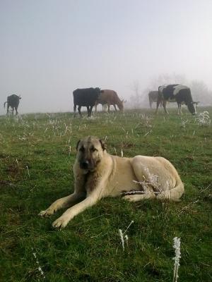 Прикачена снимка