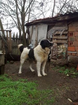 Прикачена снимка
