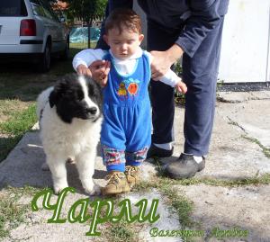 Прикачена снимка