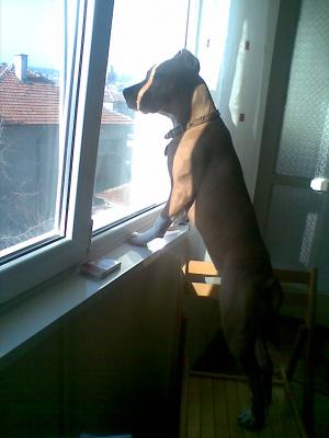 Прикачена снимка