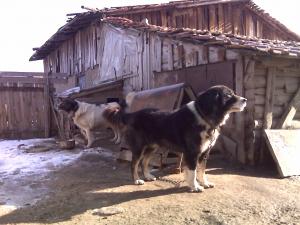 Прикачена снимка