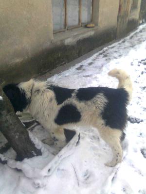 Прикачена снимка