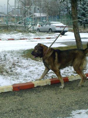 Прикачена снимка