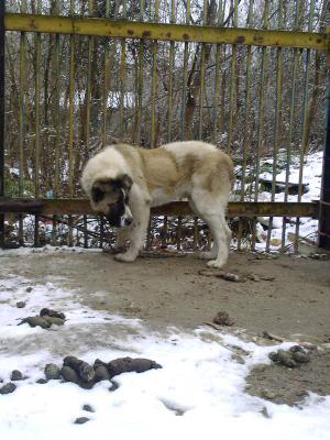 Прикачена снимка
