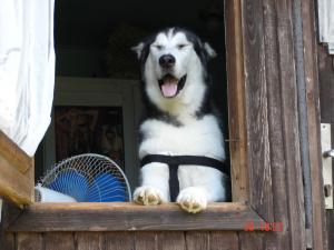 Прикачена снимка