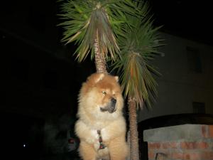Прикачена снимка