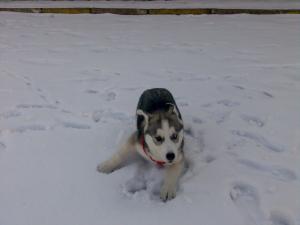 Прикачена снимка