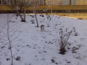 Прикачена снимка
