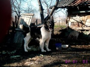 Прикачена снимка