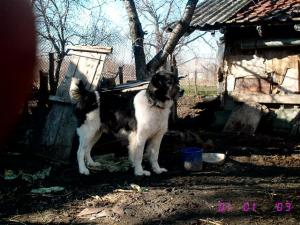 Прикачена снимка