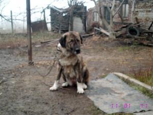 Прикачена снимка