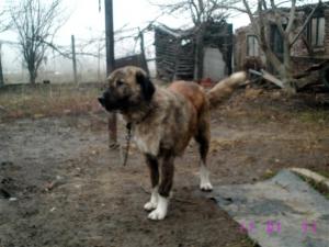 Прикачена снимка