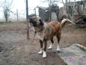 Прикачена снимка