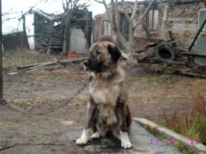 Прикачена снимка