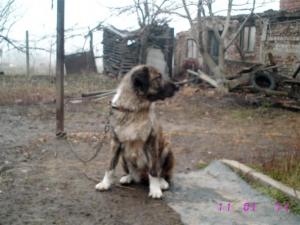 Прикачена снимка